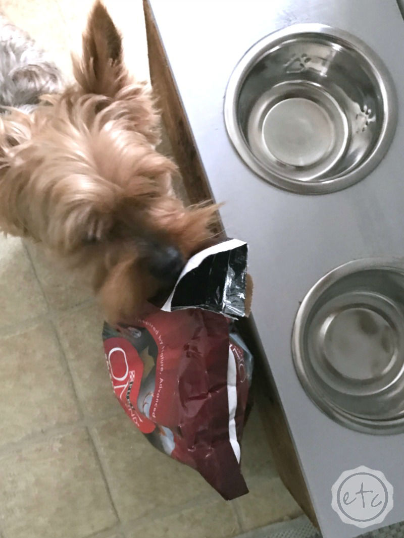 DIY Pet Bowl Stand (with Storage!) using an Antique Box