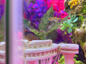 20 Gallon Fish Tank... little neon tetra