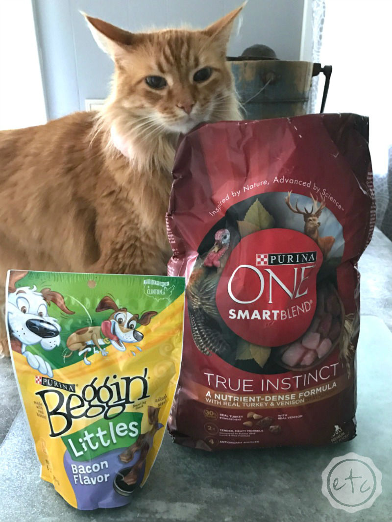 DIY Pet Bowl Stand (with Storage!) using an Antique Box