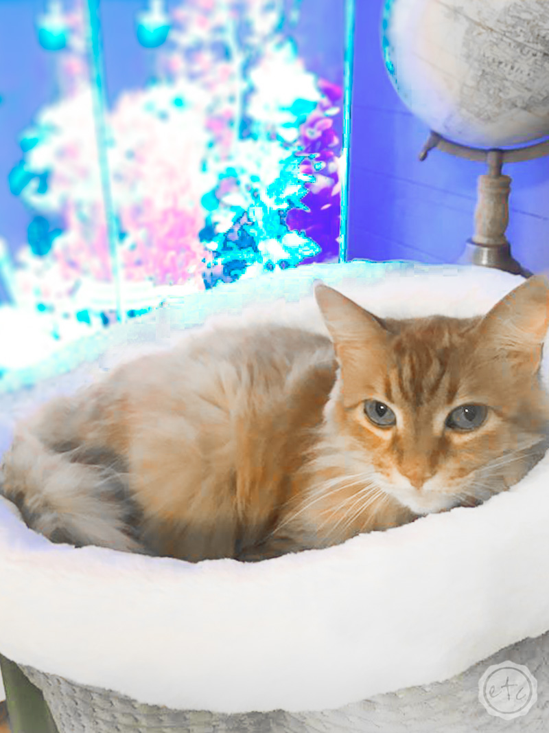 20 Gallon Fish Tank with cat sitting in front of it