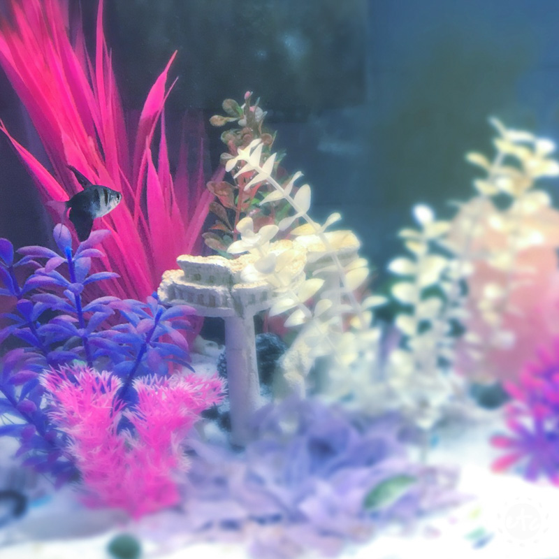 20 Gallon Fish Tank with fish