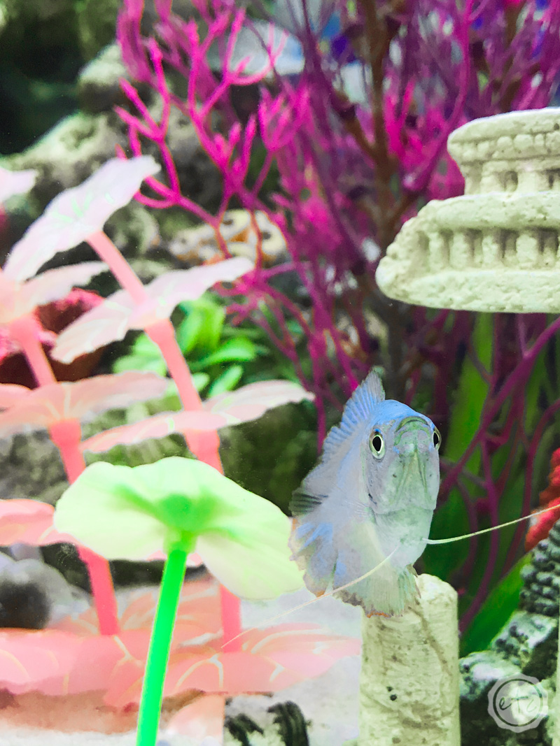 20 Gallon Fish Tank with fish