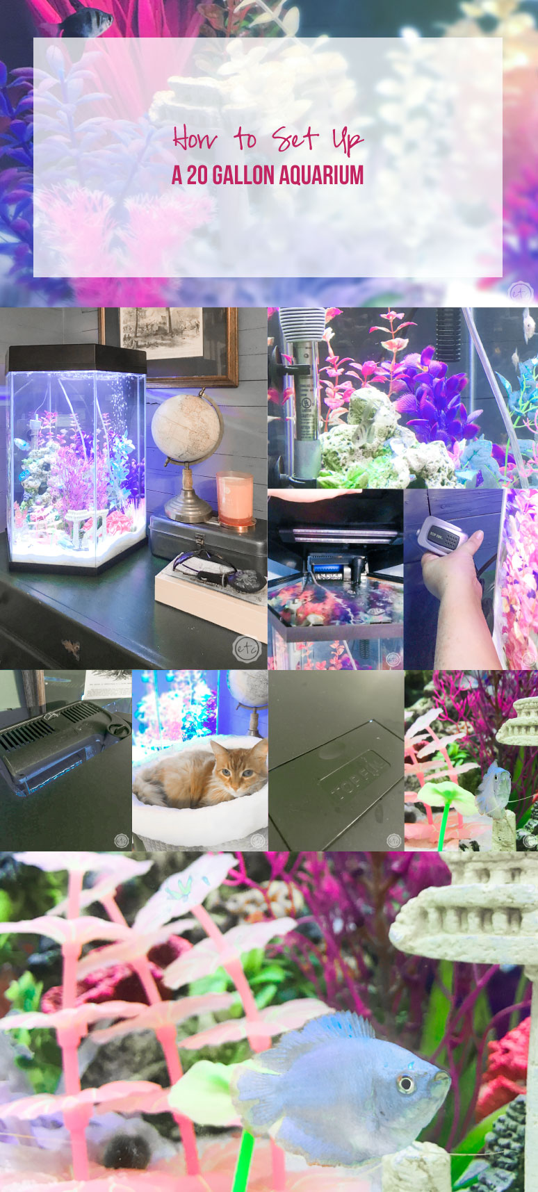 20 Gallon Fish Tank with fish