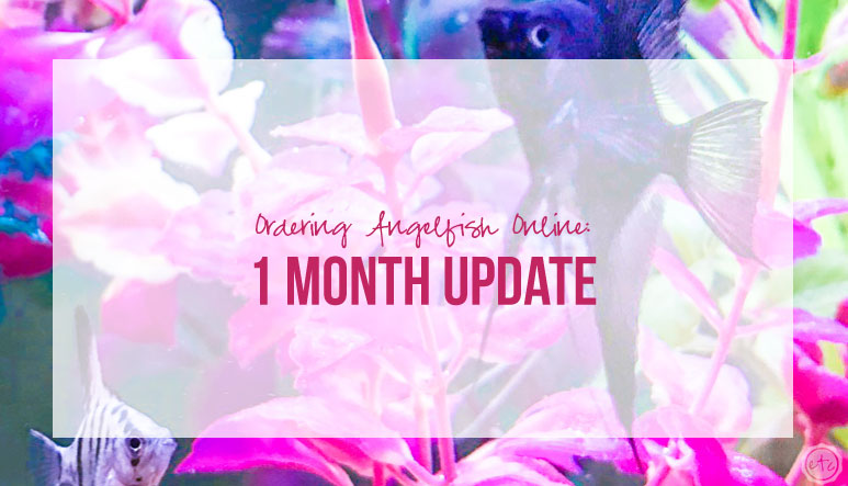 Ordering Angelfish Online: 1 Month Update