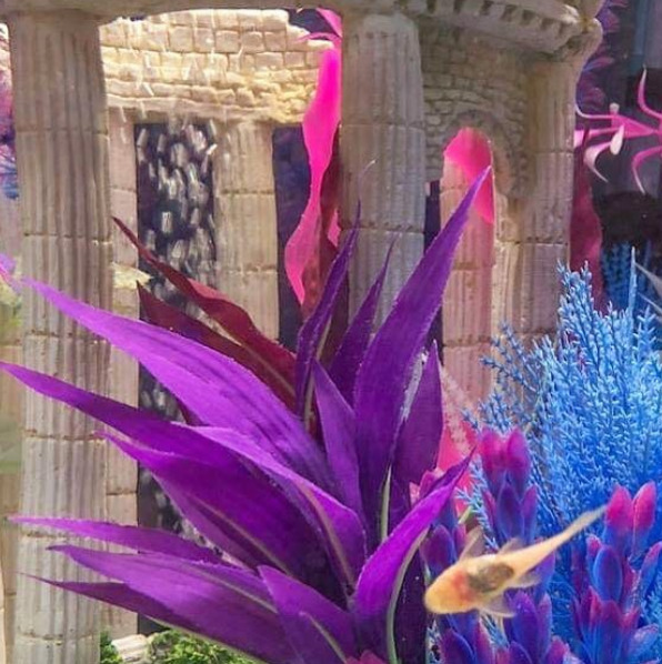 20 Gallon Fish Tank with a bristlenose catfish