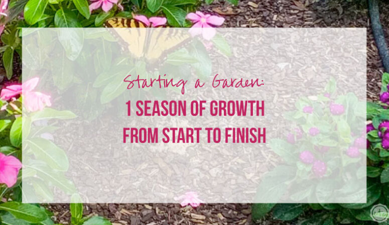 Starting a Garden: 1 Season of Growth from Start to Finish